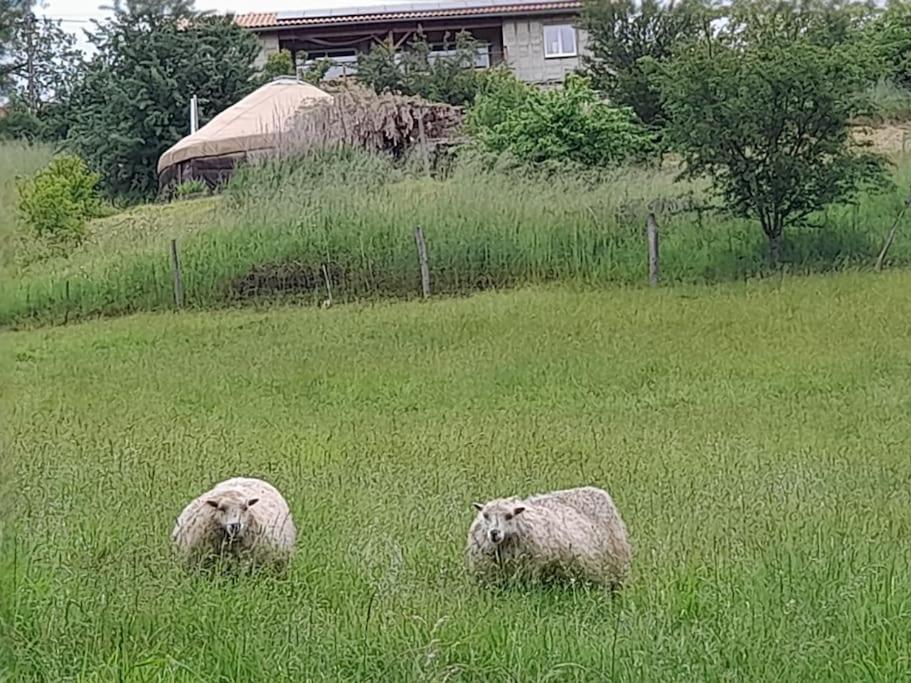 Charmante Yourte Contemporaine Carmaux Eksteriør bilde